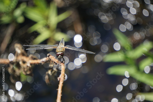 Dragonfly