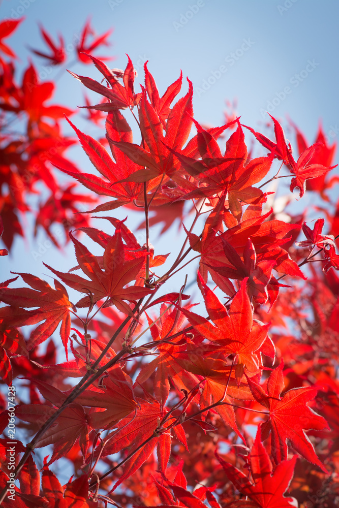 Branch of the Japanese maple Branch of the Japanese maple