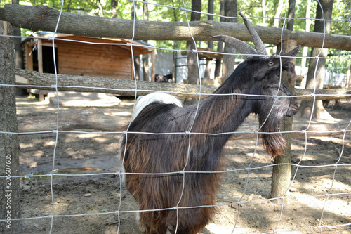 goat is behind bars in the zoo