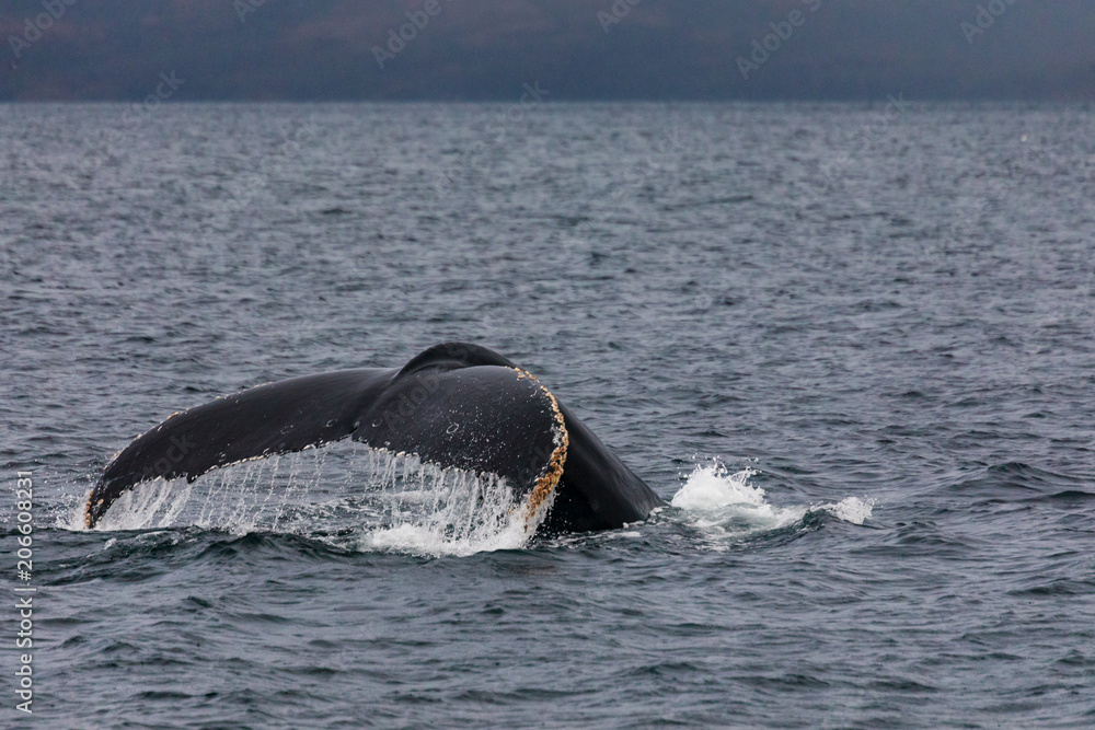 Fototapeta premium Humpback whale showing its tail