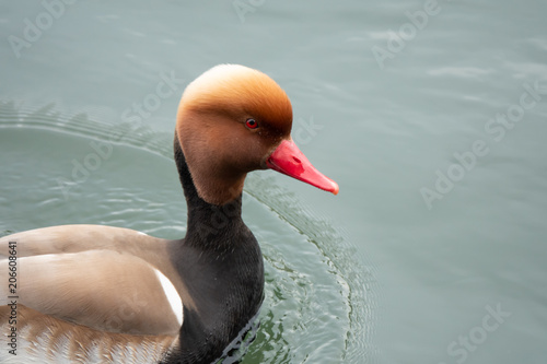Male red-crested pochard (Netta rufina) on the shores of the Upper lake Zurich (Obersee), Switzerland. A large migratory plant-eating diving duck, increasingly common in Swtzerland photo