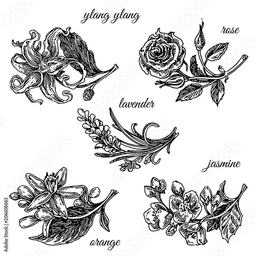 Set of aromatic flowers. Ylang ylang, rose, lavender, orange and jasmine. Engraving style. Vector ilustration.