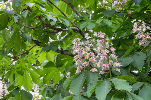 Blooming horse-chestnut in spring park, beautiful tree and source of aescin, used as treatment for chronic venous insufficiency