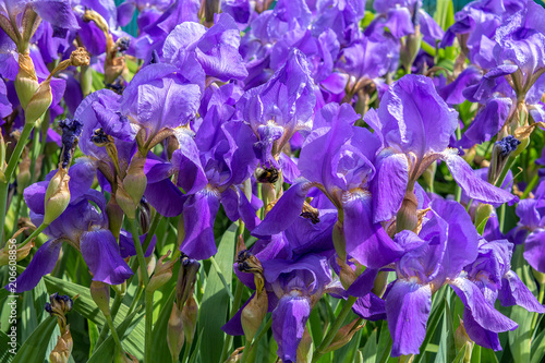 Blue bearded irises blooming in spring garden