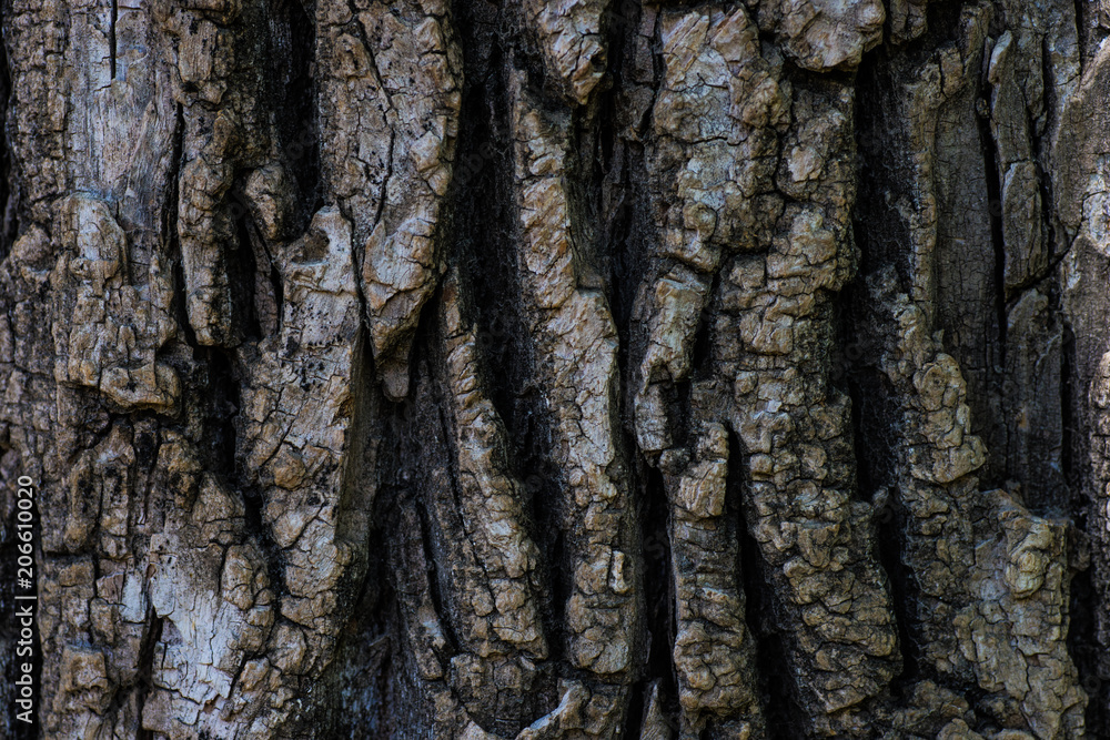 Natural tree trunk background Natural tree trunk background