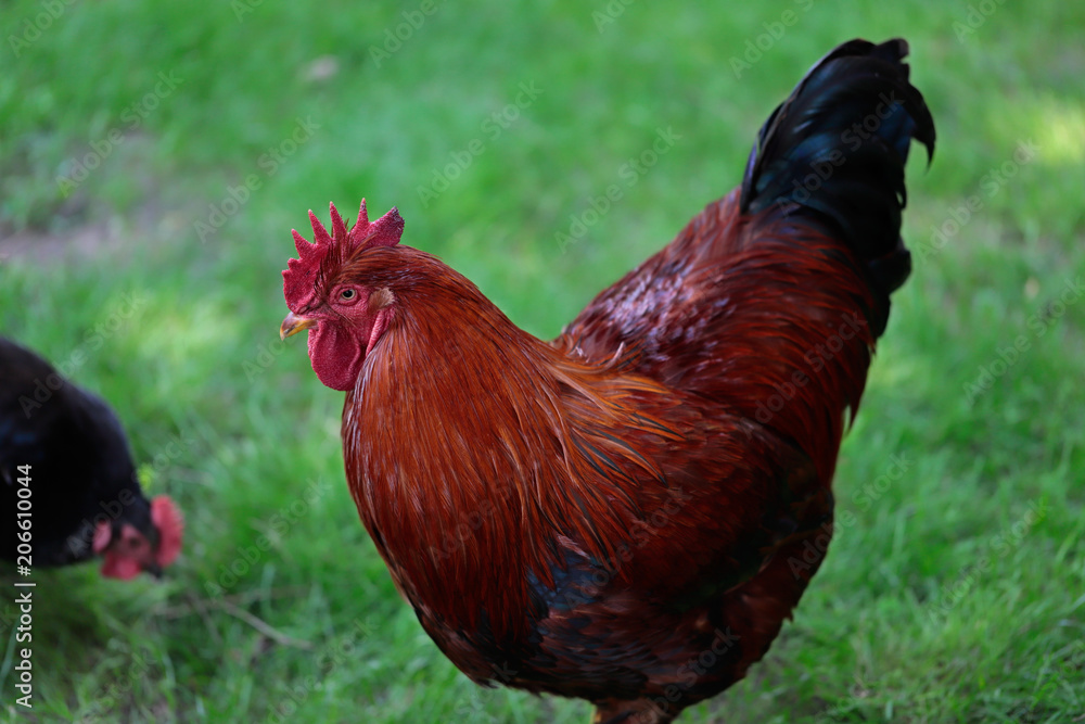 Fototapeta premium Brown rooster on the farm garden
