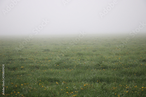 dense fog over a meadow