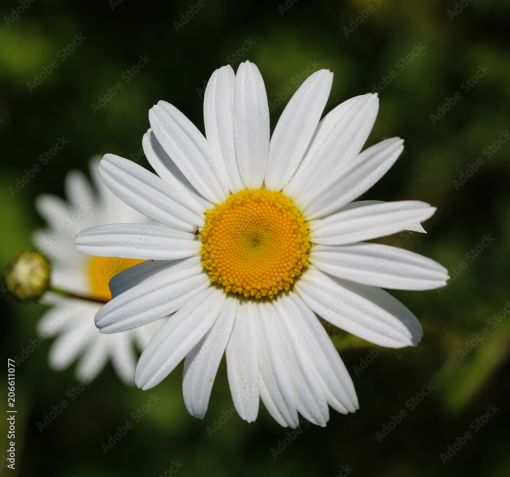Close up of Oxeye daisy (Chrysanthemum leucanthemum)