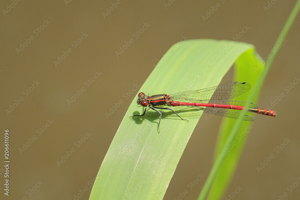 Pyrrhosoma nymphul dragonfly Pyrrhosoma nymphul dragonfly