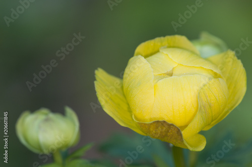 European globeflower (Trollius europaeus) close up photo