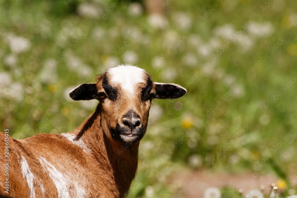 A beautiful young sheep of cameroon. A beautiful young sheep of cameroon.