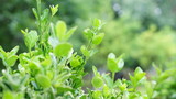 green leaf floral close-up background