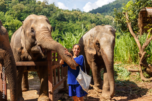 Billede på lærred Girl wiht bananas in her hand feeds an elephant at sanctuary in Chiang Mai Thail