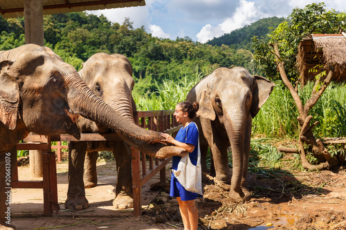 Sticker Girl wiht bananas in her hand feeds an elephant at sanctuary in Chiang Mai Thail