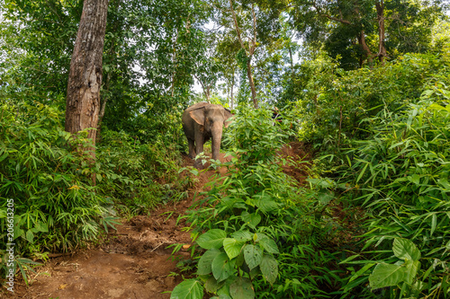 An elephant rests in the middle of the jungle in Chiang Mai Thailand