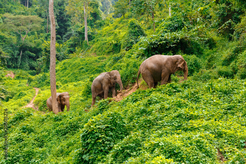 Fototapeta Naklejka Na Ścianę i Meble -  Three elephants walk at the jungle in Chiang Mai Thailand