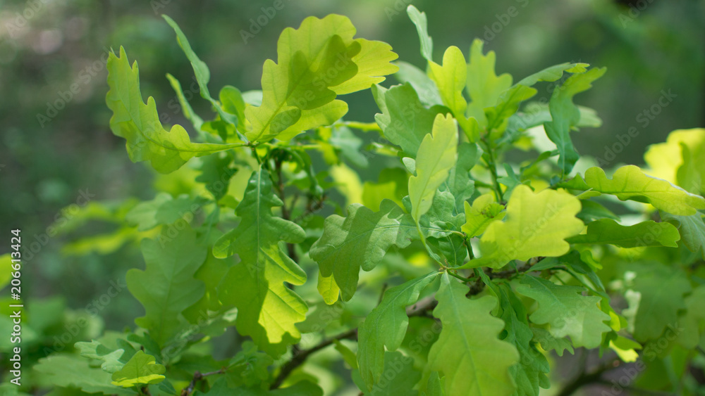 Dappled sunlight backlit on oak leaves giving green shades of light and shadow within a woodland in spring Dappled sunlight backlit on oak leaves giving green shades of light and shadow within a woodland in spring