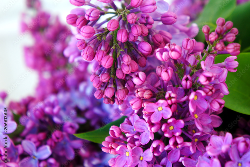 Fototapeta premium purple flowers and lilac branches