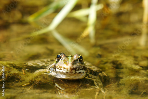 striped toad frog in the swamp