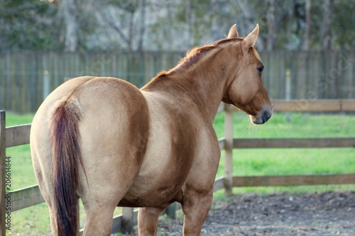 Slika na platnu Pretty Red Dun Horse From Behind