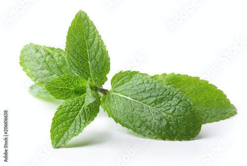 twig of mint leaves isolated on white background photo