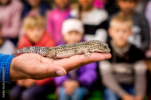 Ukraine. Khmelnytsky region. May 2018. Man holds a gray lizard on his hand and shows it to children_