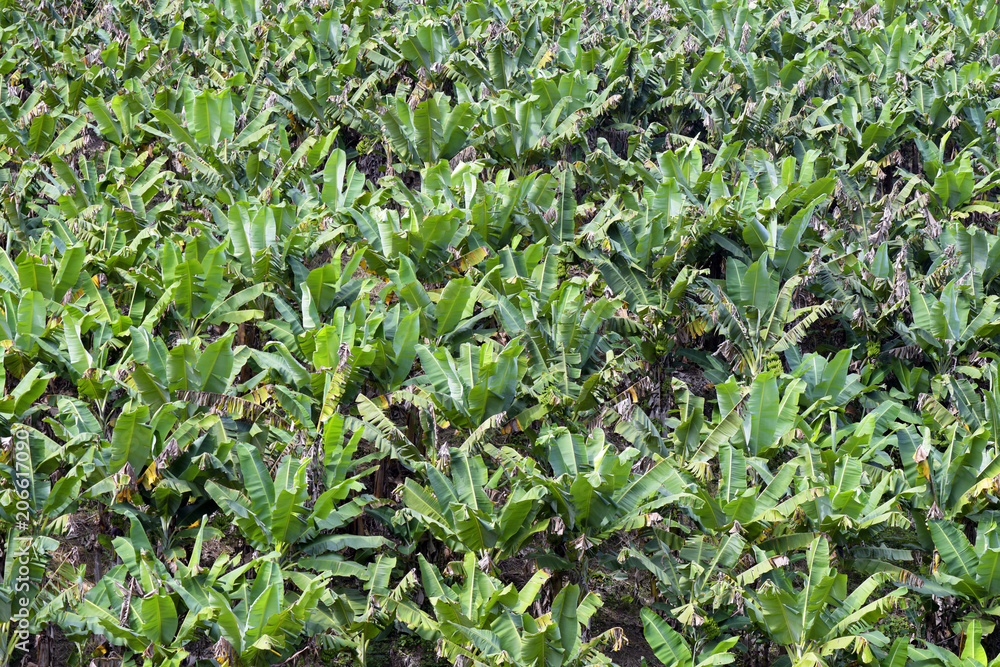 Plantation of bananas with grown fruits Plantation of bananas with grown fruits