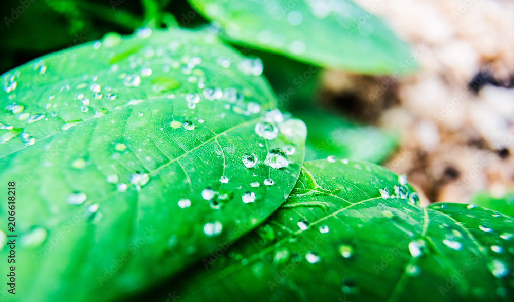 Green tropical palm leaf with sunshine and water drips Green tropical palm leaf with sunshine and water drips