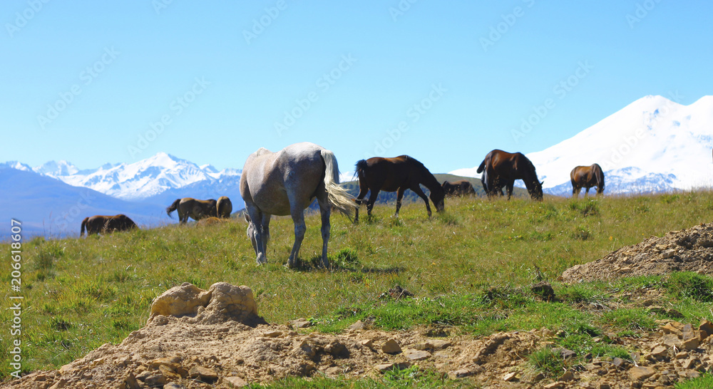 A Horses On The Autumn Caucasus Meadow