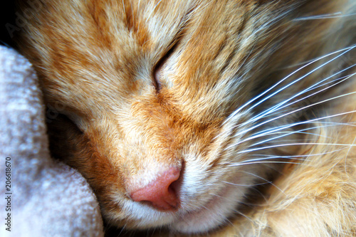 Photography sleeping cat