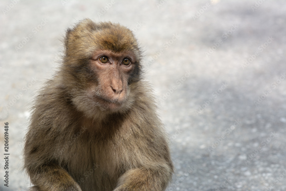 Naklejka premium Young Barbary Macaque, left of frame looking right