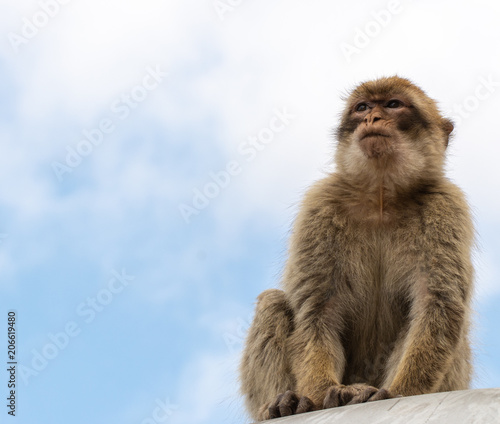 Young Barbary Macaque right frame looking left , bokeh background