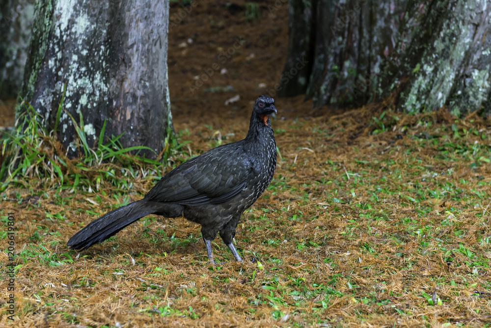 Obraz premium AVE JACU BRASIL