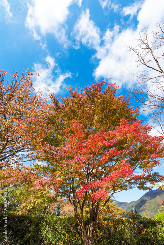 Autumn trees on a background of blue sky, Hanoke, Japan. Vertical. Copy space for text.