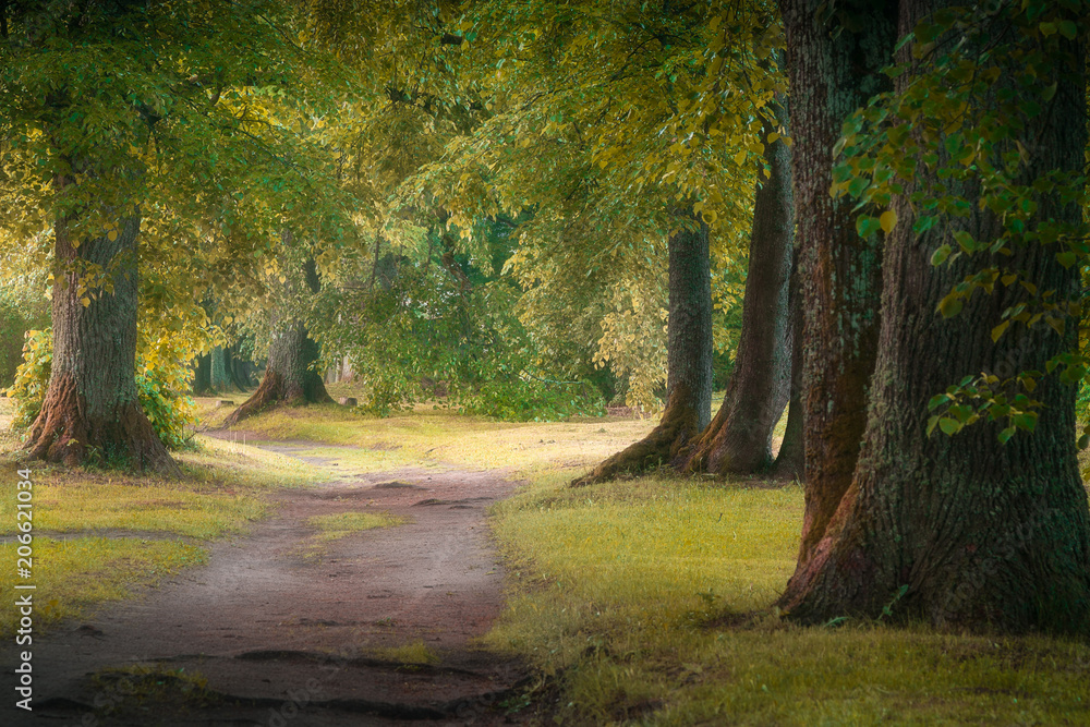 forest path