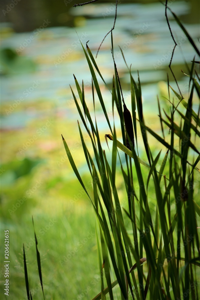 Water lily, flowers, floriida Water lily, flowers, floriida
