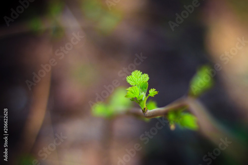 First green springleaves. Nature background