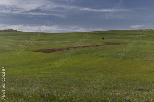 Cultivated fields and a lone tree © alexmu