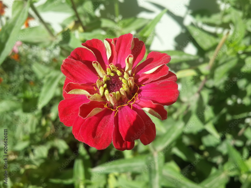 inside yellow red flower inside yellow red flower