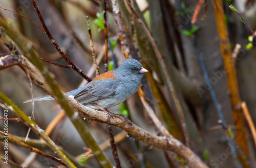 A Gray Headed Dark-eyed Junco Perched on a Branch photo