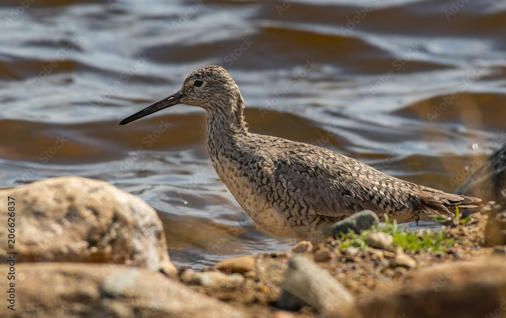 A Willet Searching for Food Along the Shoreline A Willet Searching for Food Along the Shoreline