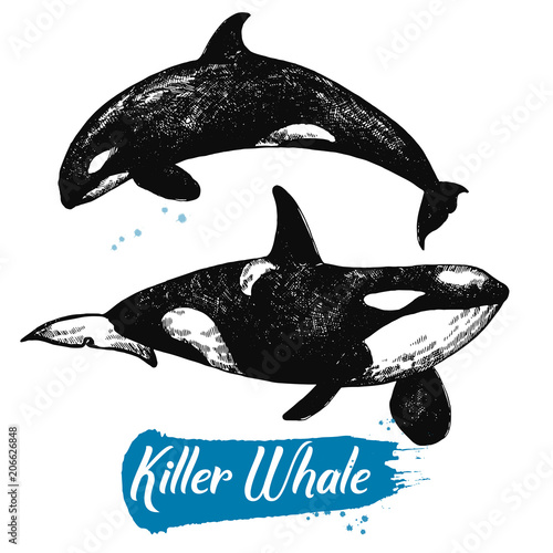 Hand drawn sketch style killer whales isolated on white background. Vector illustration.