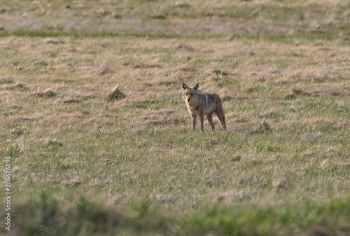 A Coyote Scavenging for Food in a Field