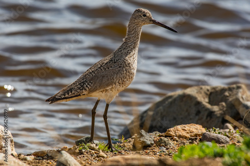 A Willet Along the Shore Searching for Food