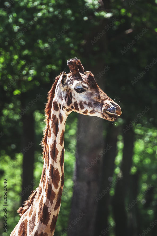Girafe qui tire la langue