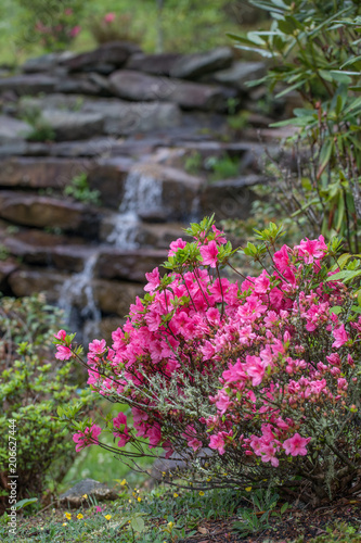 Fototapeta Naklejka Na Ścianę i Meble -  Pink azalea bush with waterfall in background