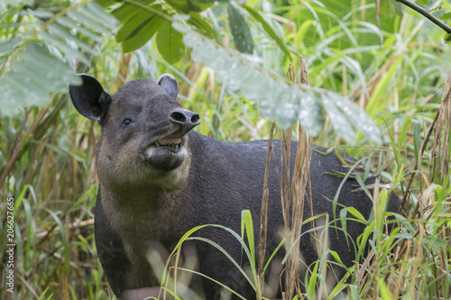 Baird's Tapir (Tapirus bairdii) In Northern Cloud Forest of Costa Rica