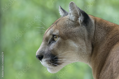 Photography Cougar / Mountain Lion watching prey