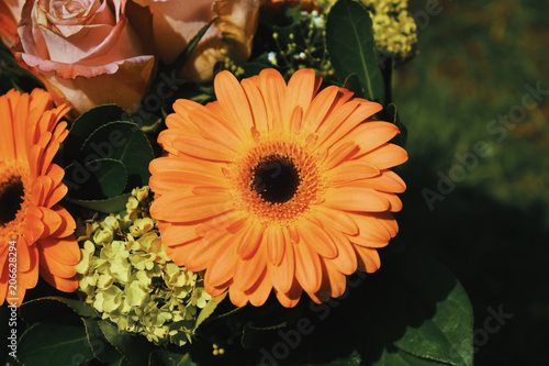 Photos barberton daisy