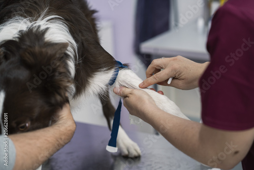 Veterinarian Injected a dog border collie